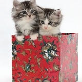 Maine Coon-cross kittens, 7 weeks old, in a box