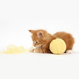 Ginger kitten playing with a ball of yellow wool