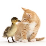 Ginger kitten and Mallard duckling