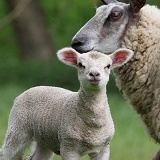 Lamb and ewe
