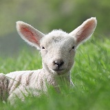Lamb in late spring
