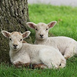 Lambs in late spring