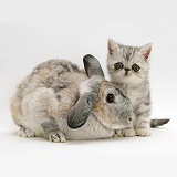 Silver exotic kitten with silver rabbit