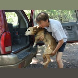 Lady helping an older dog into a car
