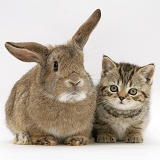Tabby kitten and bunny