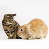 Tabby kitten and Sandy Lop rabbit