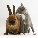 Kitten and rabbit