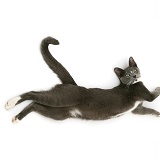 Burmese-cross cat stretching out on the floor