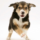 Tricolour Border Collie pup running