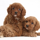 Cavapoo pups, 6 weeks old