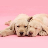 Sleepy Yellow Labrador Retriever pups