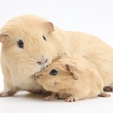 Yellow adult and baby Guinea pigs