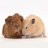 Baby Guinea pig and Golden Hamster