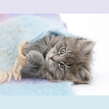 Maine Coon kitten under a blanket