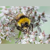 Common White-tailed Bumblebee on hogweed