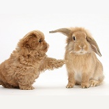 Peekapoo pup and Sandy Lop rabbit