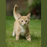 Ginger kitten walking on a lawn