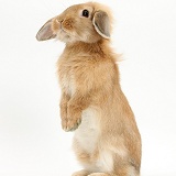 Sandy Lop rabbit sitting up on its haunches