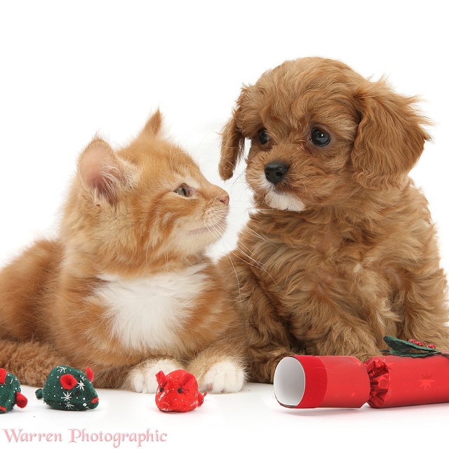 Cavapoo pup and ginger kitten with festive toys