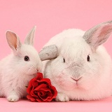 White Lop rabbits and rose