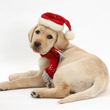 Yellow Labrador Retriever pup with scarf and Santa hat