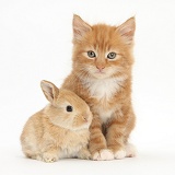 Ginger kitten, 7 weeks old, and baby sandy Lop rabbit