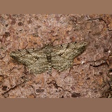 Pale Oak Beauty Moth