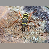 Wasp Beetle