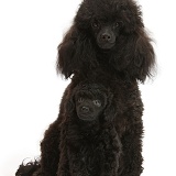 Black toy poodle bitch and 7-week-old pup