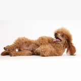 Red toy poodle dog lying on his back