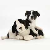 Jack Russell Terrier pup with toy dog