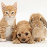 Ginger kitten with Cavapoo pup and Lop rabbit