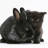 Black kitten with black Lionhead-cross rabbit