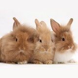Three assorted Sandy rabbits