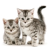 Two silver shorthair kittens