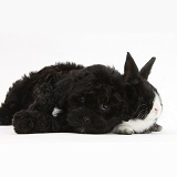 Black Pooshi (Poodle x Shih-Tzu) pup with baby rabbit
