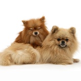 Pomeranian mother and pup