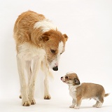 Lurcher and Chihuahua puppy