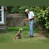 Man training an older dog