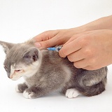 Vaccinating a kitten with cat flu