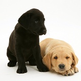 Black Labrador pup with Yellow Labrador pup