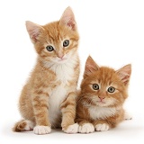 Two ginger kittens lounging together