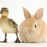 Young Sandy Lop rabbit and Mallard duckling