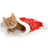 Ginger kitten in a Santa hat