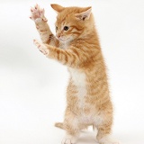 Ginger kitten standing up and reaching out