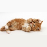 Ginger kitten rolling playfully on its back