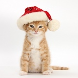 Ginger kitten wearing a Santa hat