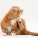 Ginger kitten, scratching himself