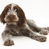 Spinone pup lying