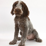 Spinone pup sitting